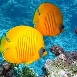 la-reunion-zitronenfalter-fisch.jpg