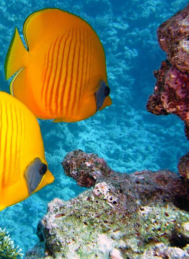 Tauchen auf La Réunion La Réunion Zitronenfalter Fisch