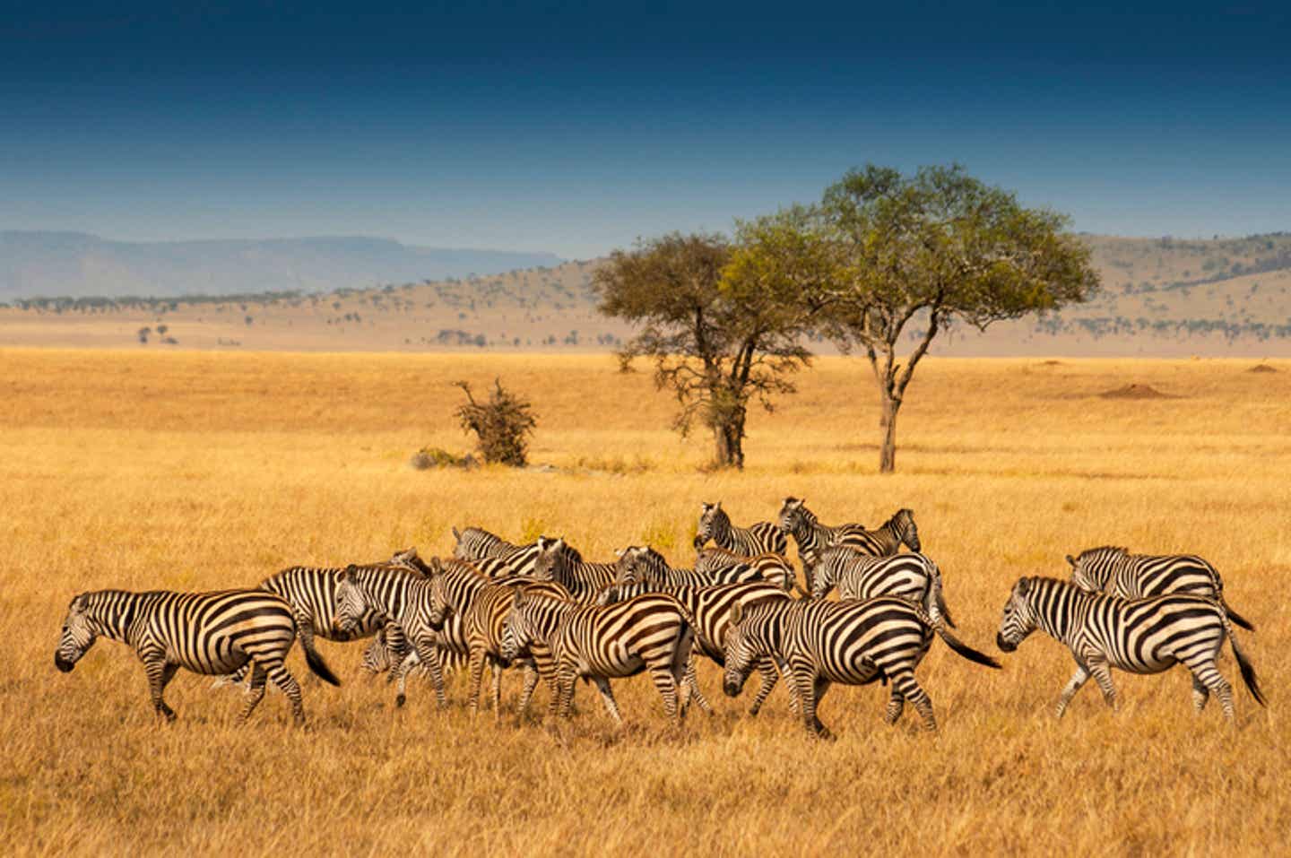 Tansania Nationalparks: Zebras im Serengeti-Nationalpark