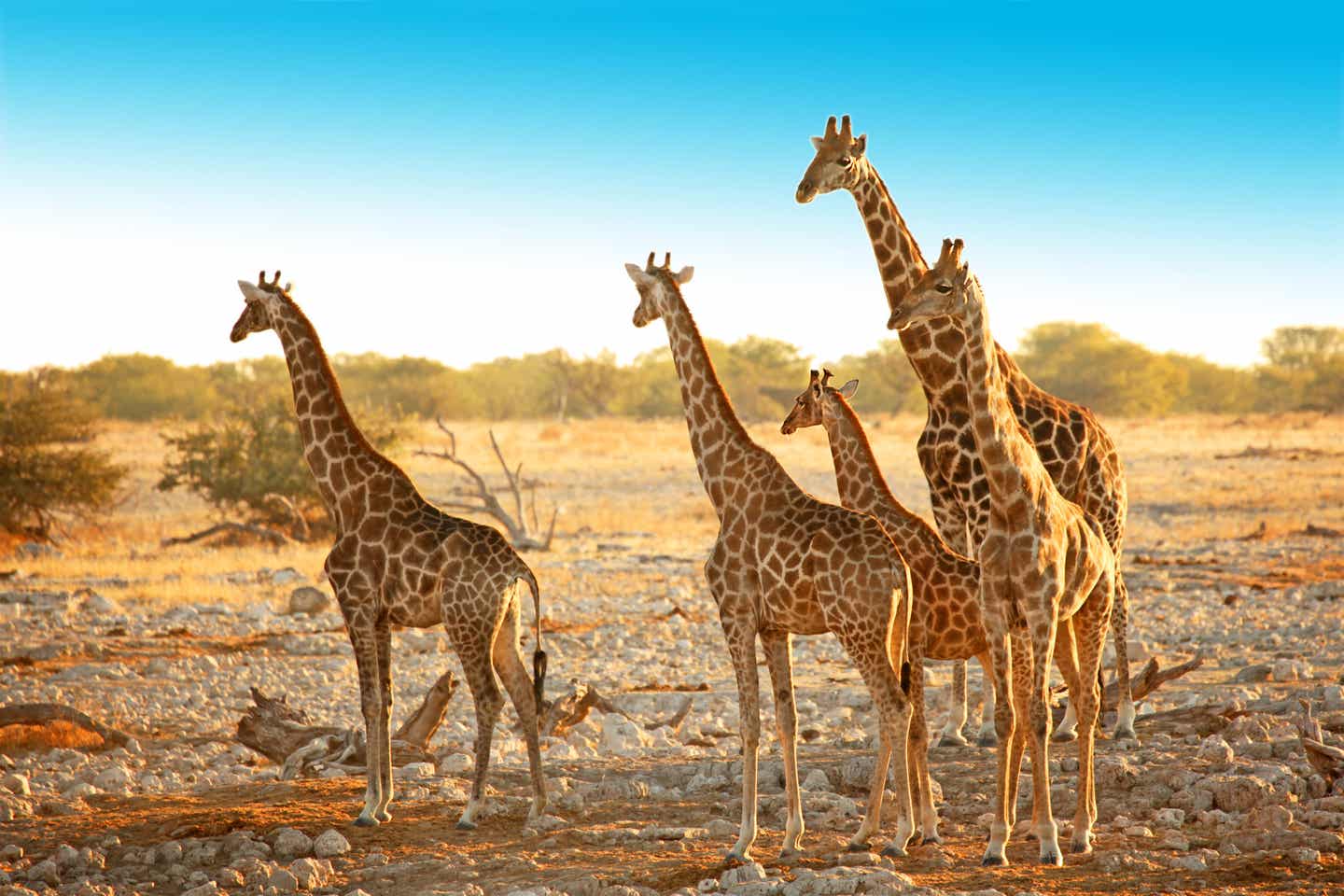 Namibia Reisezeit: Giraffen im Etosha-Nationalpark