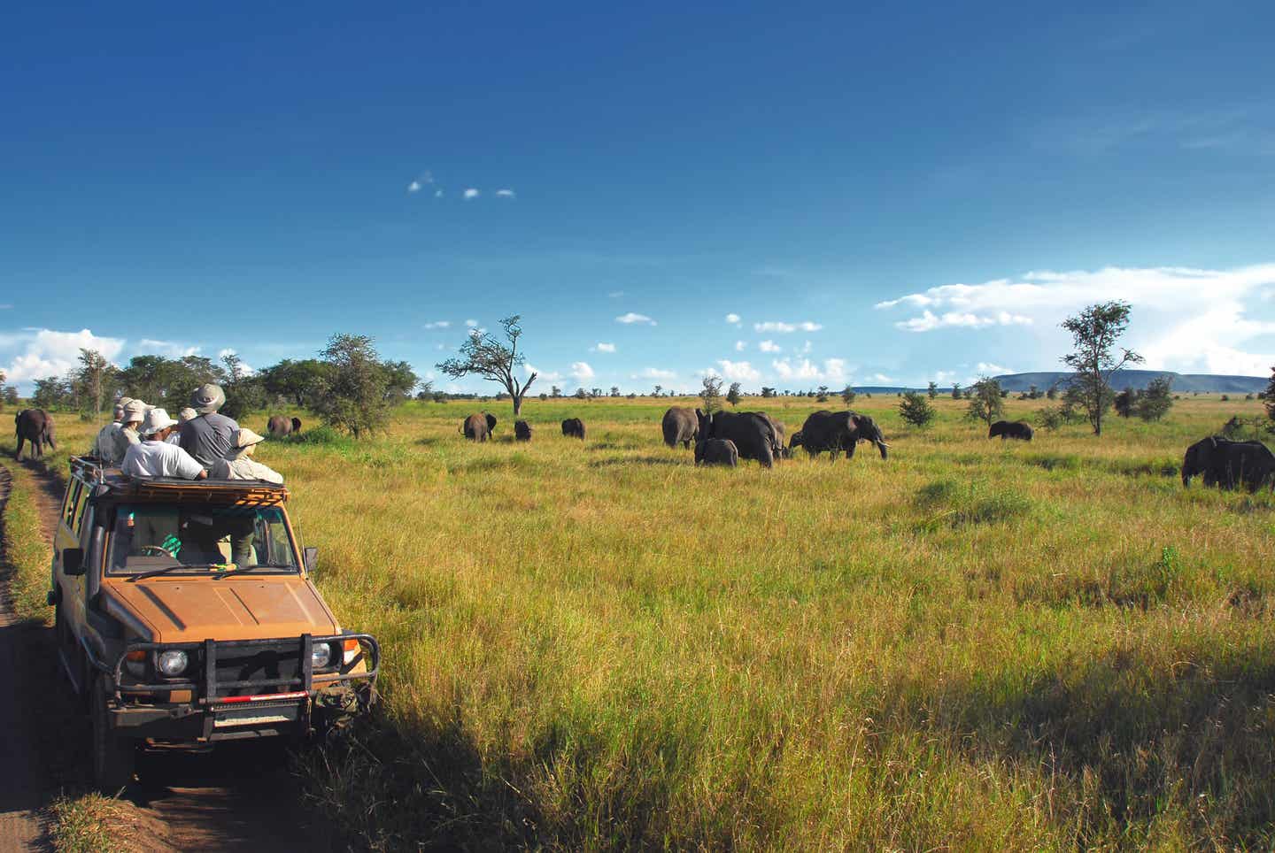 Tansania Nationalparks: Elefantenbeobachtung bei einer Safari