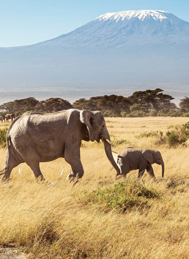 Jetzt entdecken Elefant vor dem Kilimanjaro in Kenia