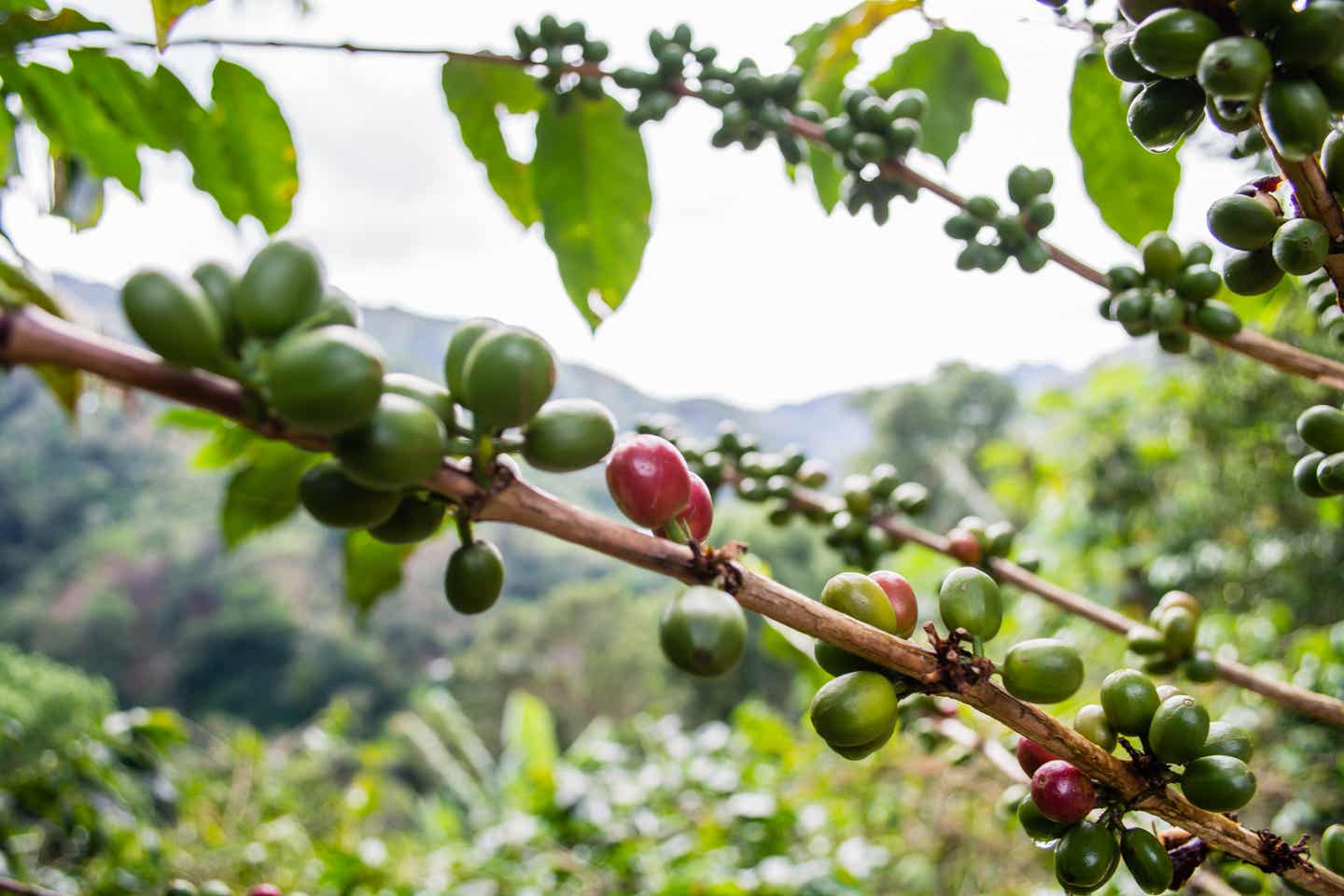 Jamaika Urlaub: Kaffeefrucht