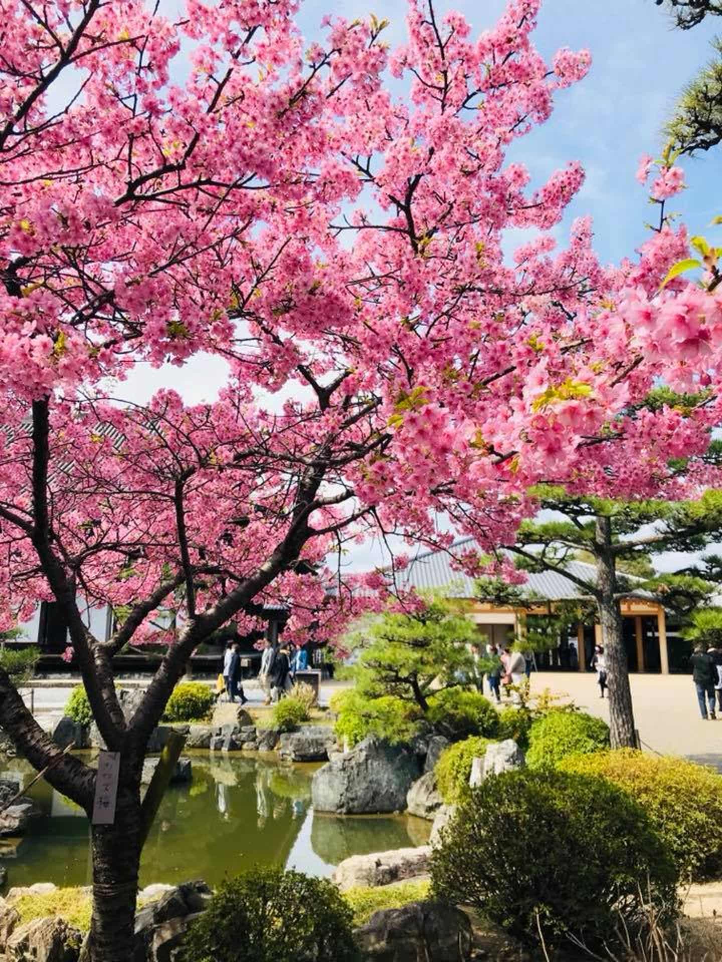 Japan Kyoto Kirschblüte