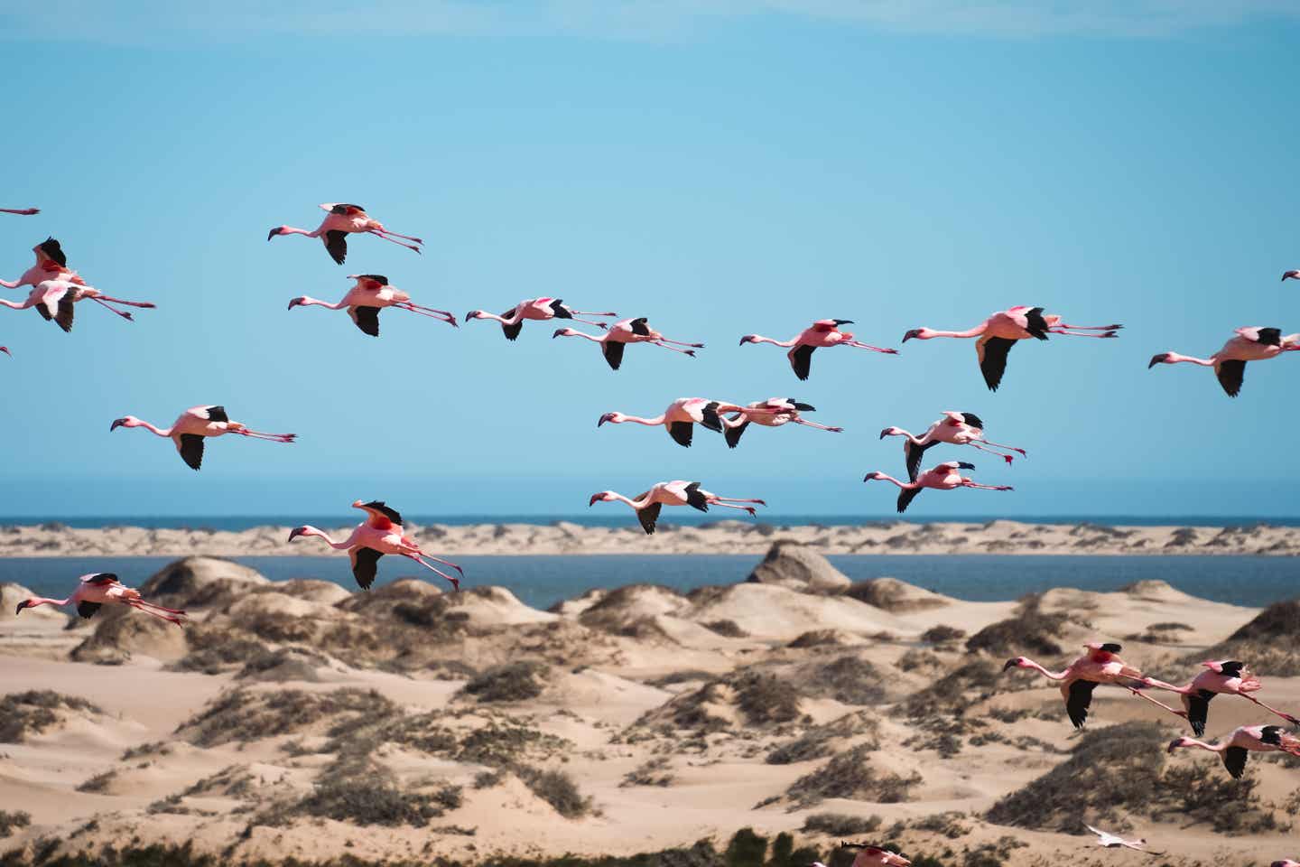 Namibia Strände: Flamingos, die über den sonnigen Strand von Walvis Bay fliegen