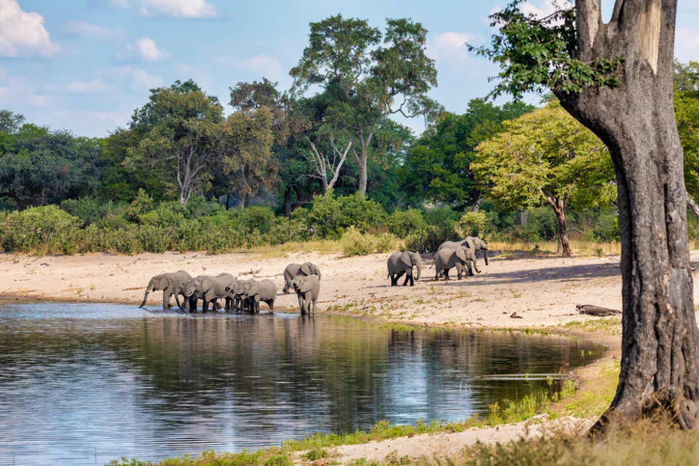 Namibia Strände: Elefanten am Caprivi-Zipfel