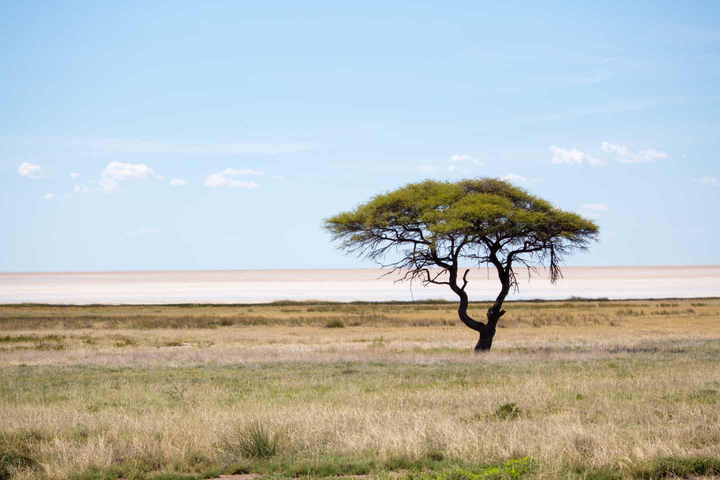 Namibia Etosha Park: Dornbaum in der Steppe