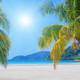 cook-inseln-strand-palmen-t-679011460.jpg