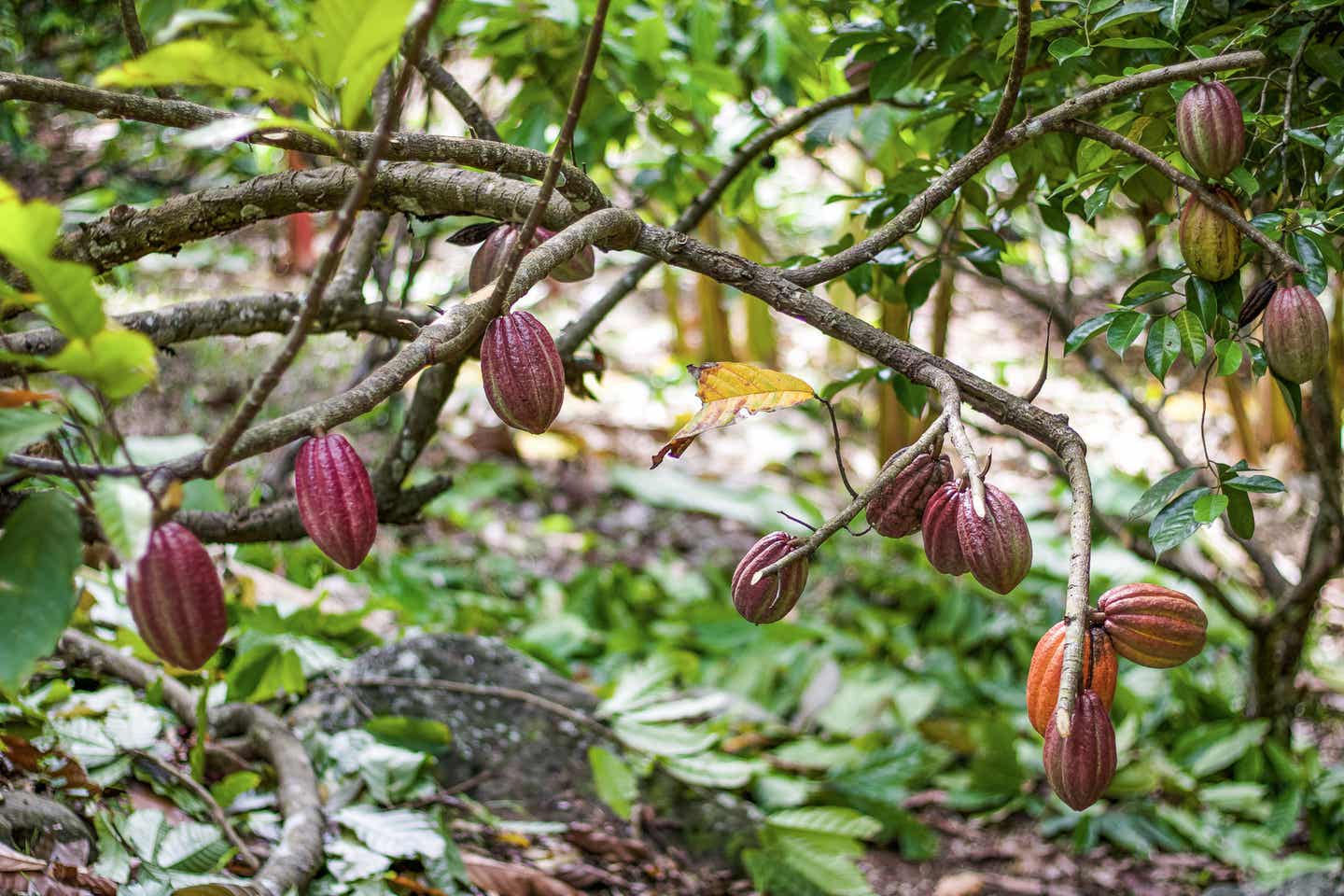 Kakaobaum auf Grenada