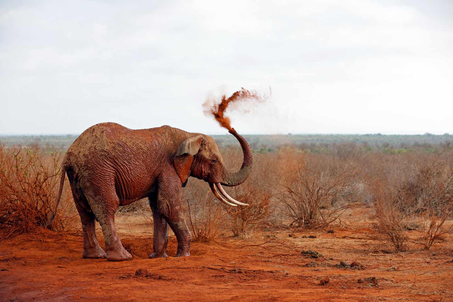 Kenia Sehenswürdigkeiten: Elefant duscht sich mit Staub