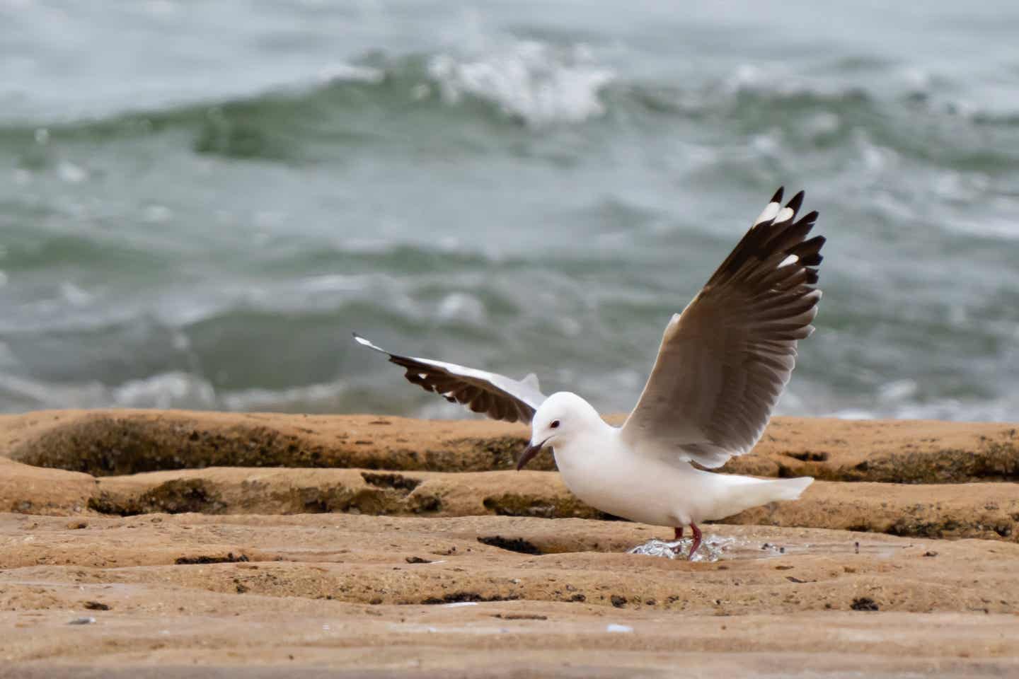 Namibia Strände: Graue Kapuzenmöwe am Walvis Bay