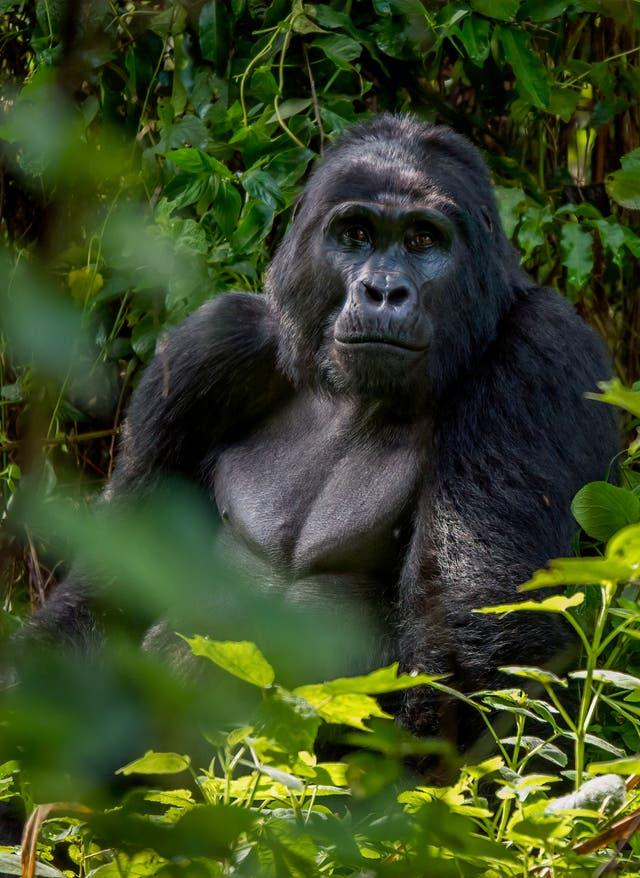 Jetzt entdecken Uganda, Berggorilla