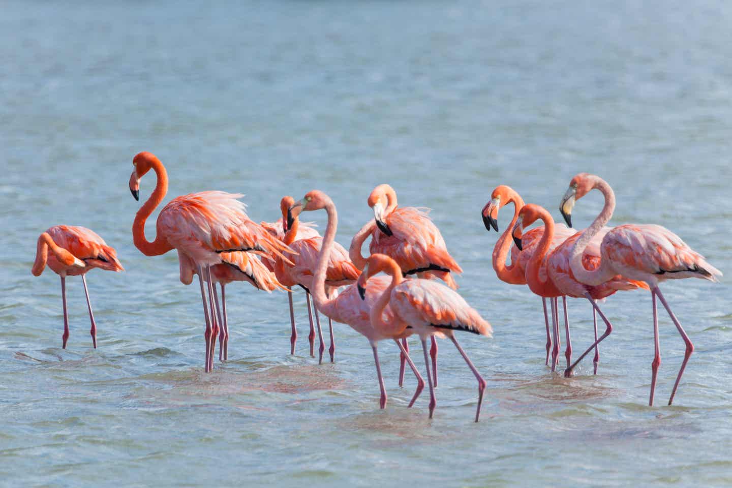 Curaçao Sehenswürdigkeiten: Flamingos in der Jan Kok Bucht