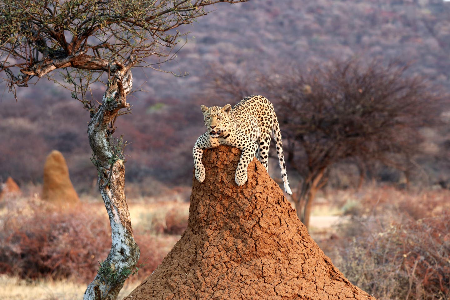 Namibia Etosha Park: Leopard auf einem Termitenhügel