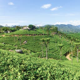 Sri-Lanka-Haputale-Highland-Tea-Plantation-g-639881456.jpg