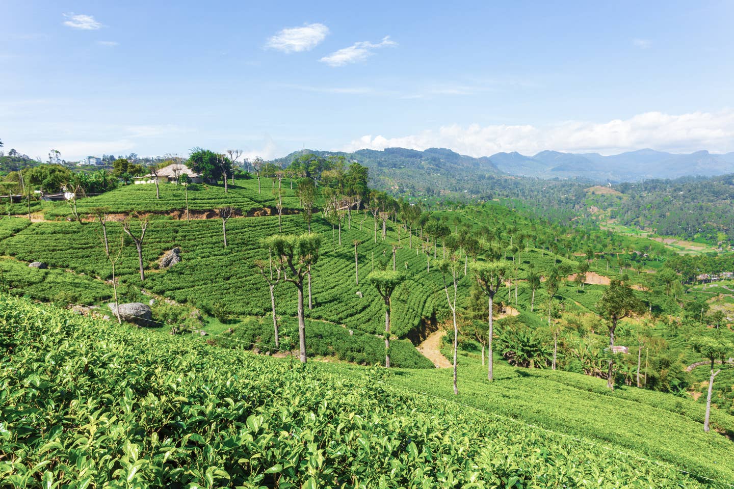 Teeplantage in Sri Lanka