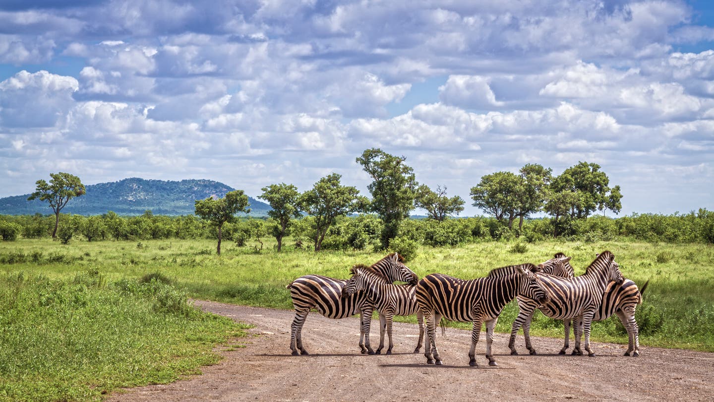 Südafrika Nationalparks: Zebras im Kruger-Nationalparks