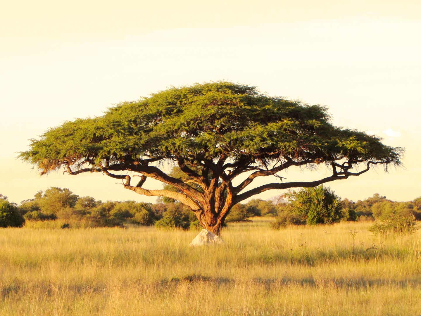 Afrika Kenia Akazie Baum