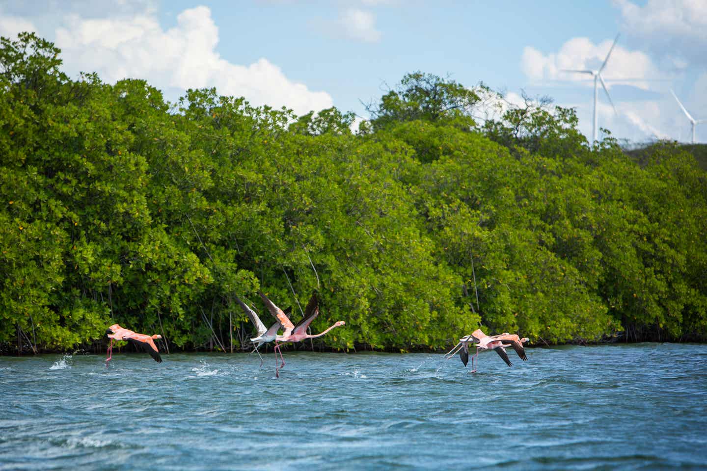 Beste Reisezeit Dominikanische Republik: rosa Flamingos fliegen über das Wasser