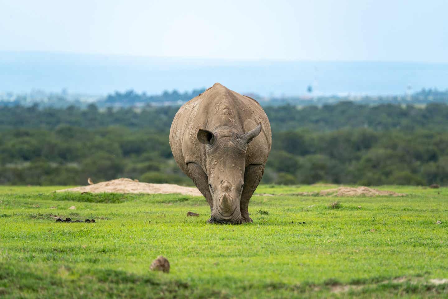 Kenia Sehenswürdigkeiten: Grasendes Nashorn im Ol Pejeta Conservancy