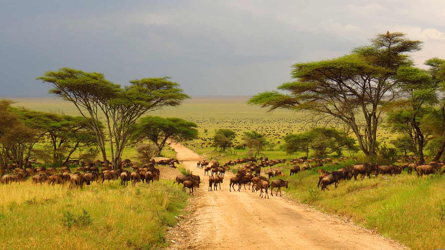 Kruger Nationalpark: große Herde Gnus