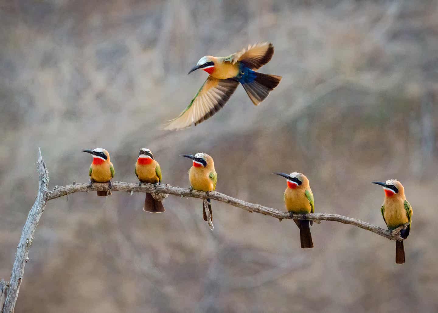 Serengeti Nationalpark: eine Gruppe von Regenbogenbienenfressern