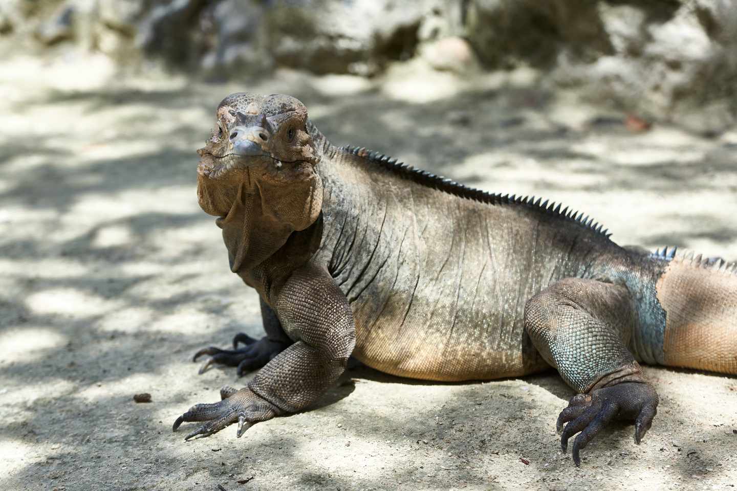 Dominikanische Republik Sehenswürdigkeiten: Leguan in einem Zoo