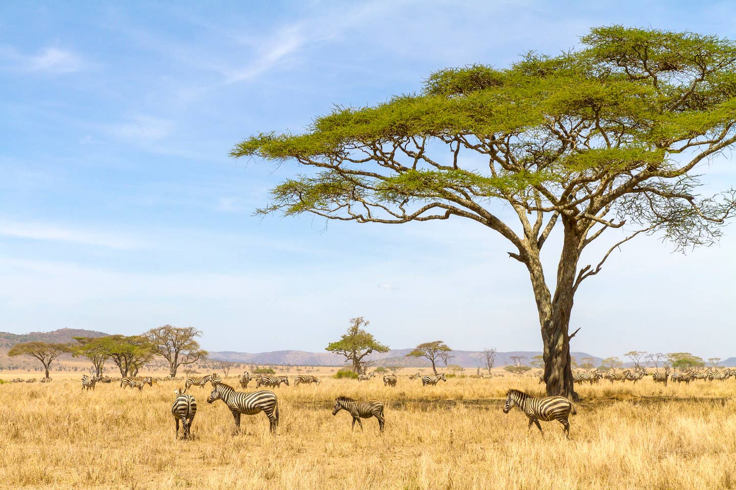 Rundreisen Tansania: Zebras in der Savanne Tansanias Rundreisen Tansania: Zebras in der Savanne Tansanias