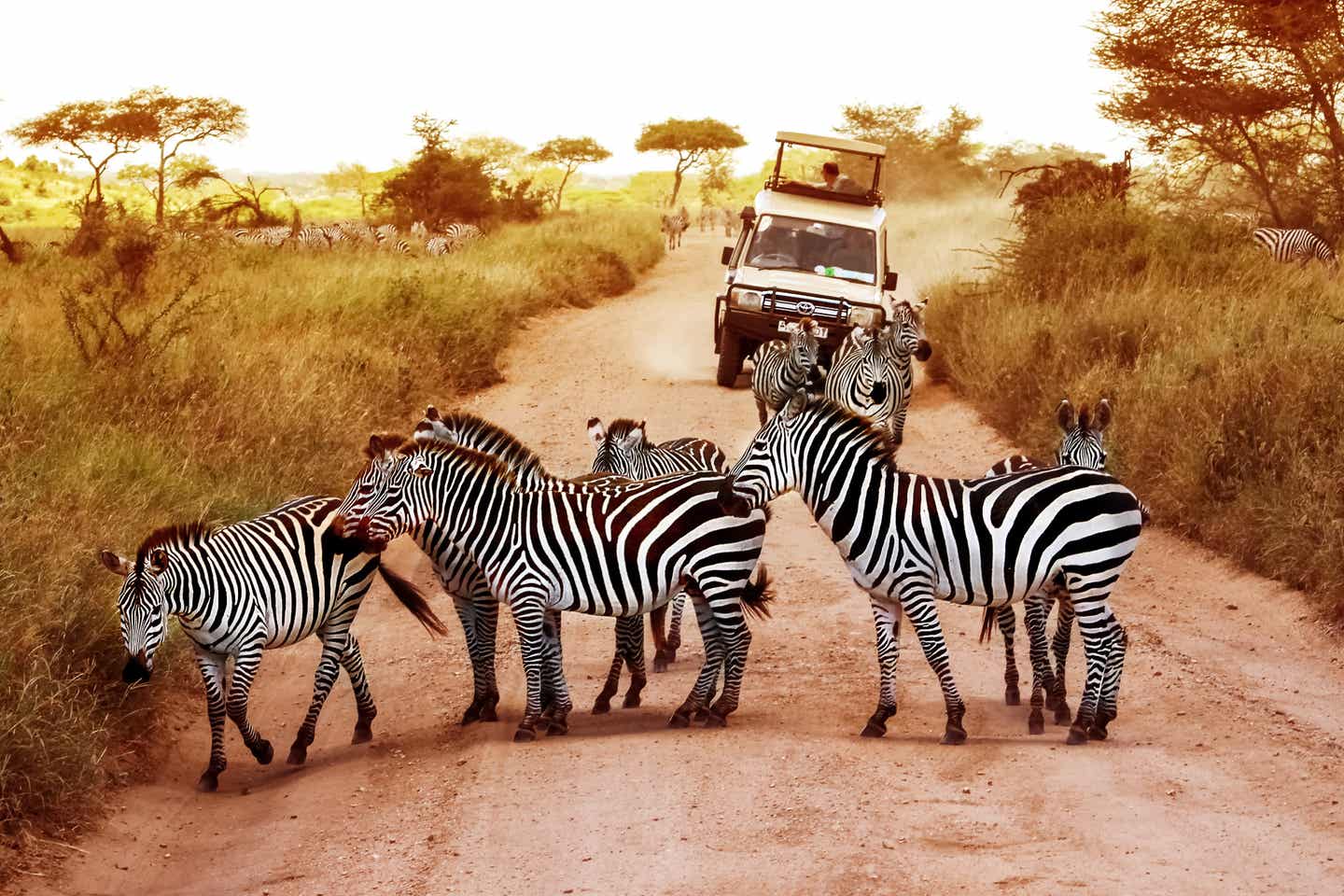 Tansania Sehenswürdigkeiten: Zebras in der Serengeti