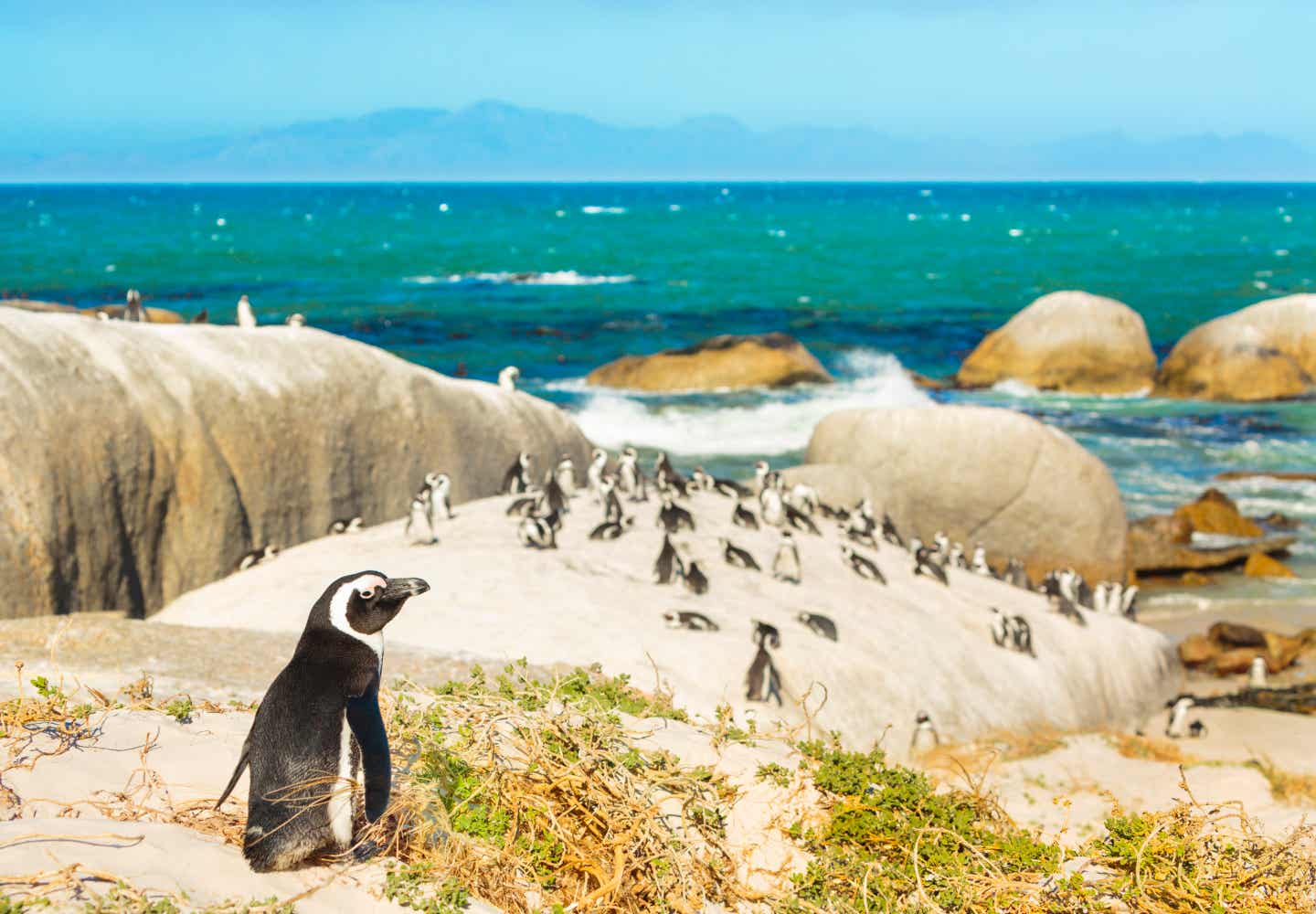 Afrikas Sehenswürdigkeiten: Kolonie afrikanischer Pinguine am Strand
