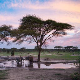 Kasane Hotels
