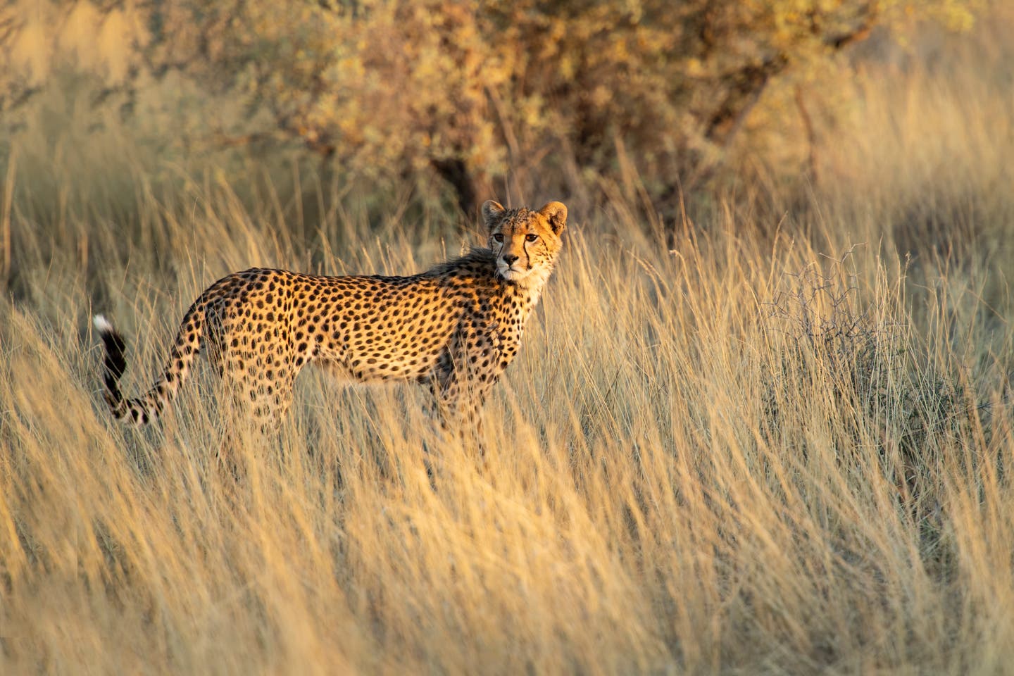 Namibia Reisezeit: Junge Geparden auf der Jagd in der Kalahari