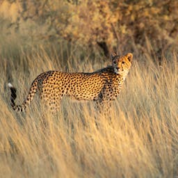 namibia-geparden-jagd-kalahari-g-1090340994.jpg