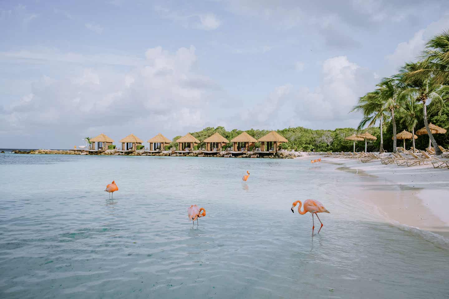 Karibik Strände: Flamingos am Strand auf Aruba