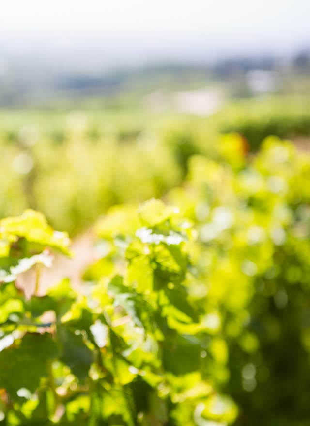Südafrikas Weinregion