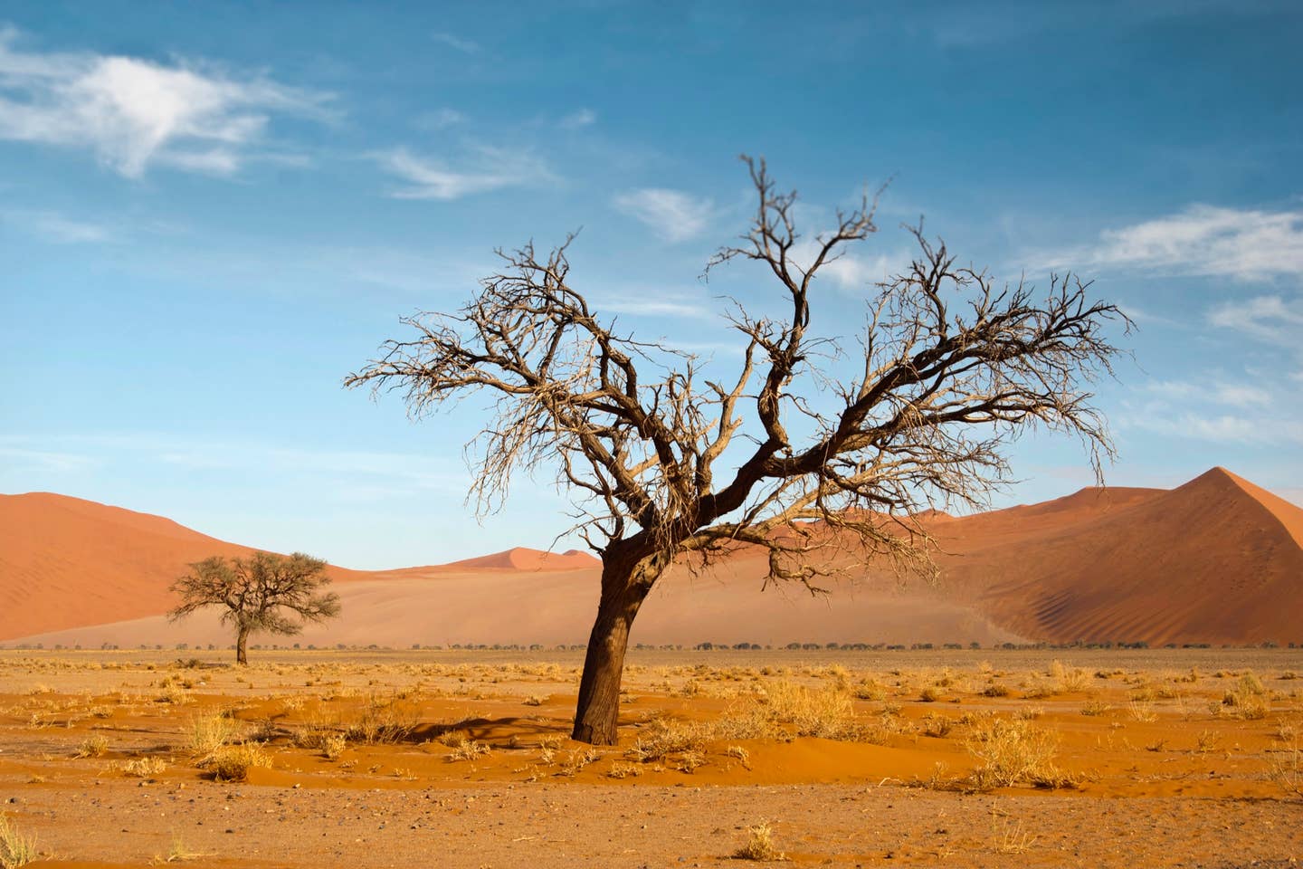 Rundreisen Afrika: zwei Bäume in der Wüste Namibias