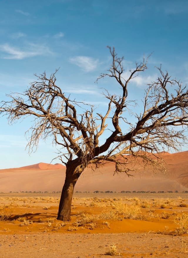 Namibia Rundreisen Namibia Rundreisen: Bäume in der Wüste Namibias