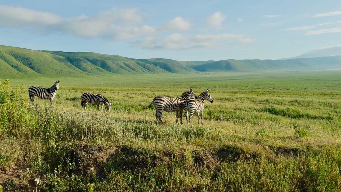 Tansania Nationalparks: Zebras grasen auf den Ebenen des Ngorongoro-Kraters