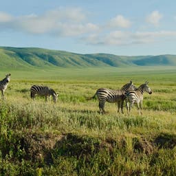 tansania-zebras-gruene-ebene-ngorongoro-krater-g-2165831492.jpg
