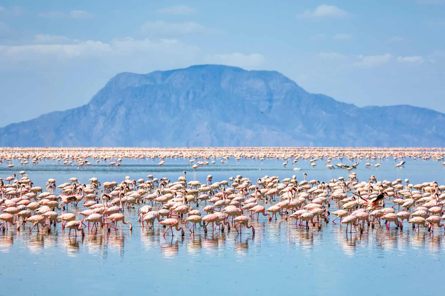 Tansania beste Reisezeit: Flamingos auf dem Lake Natron