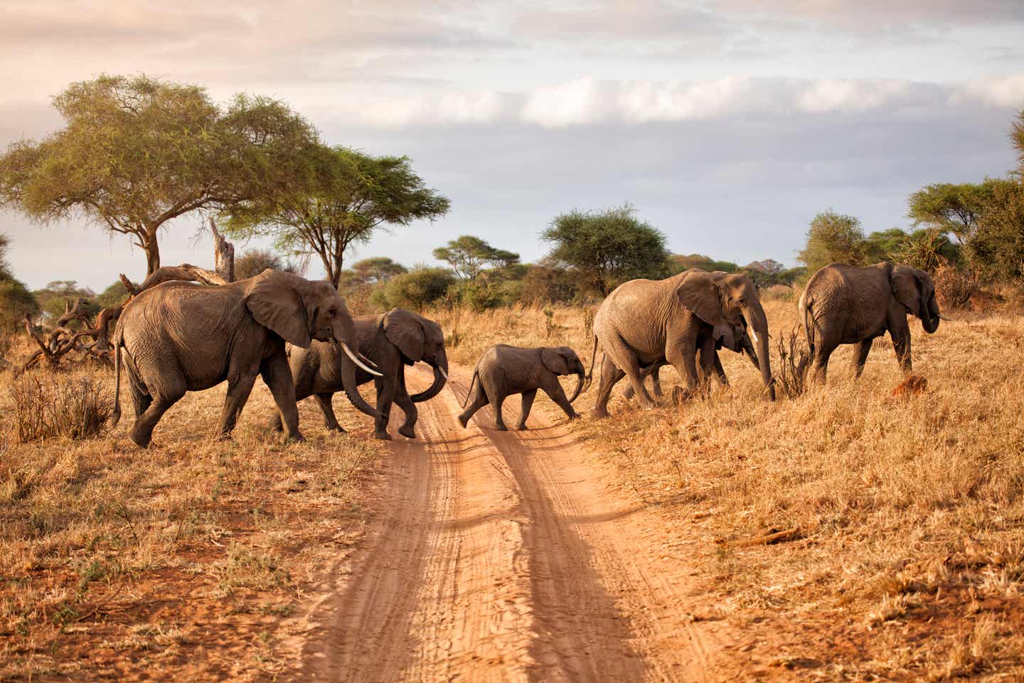 Tansania Nationalparks: Elefantenfamilie im Tarangire-Nationalpark
