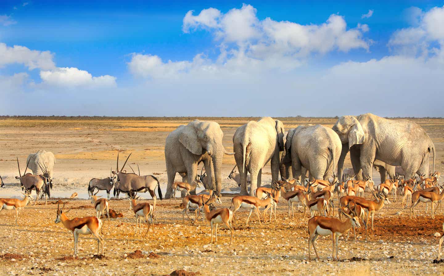 Namibias Nationalparks: Tiere an einem Wasserloch im Etosha-Nationalpark