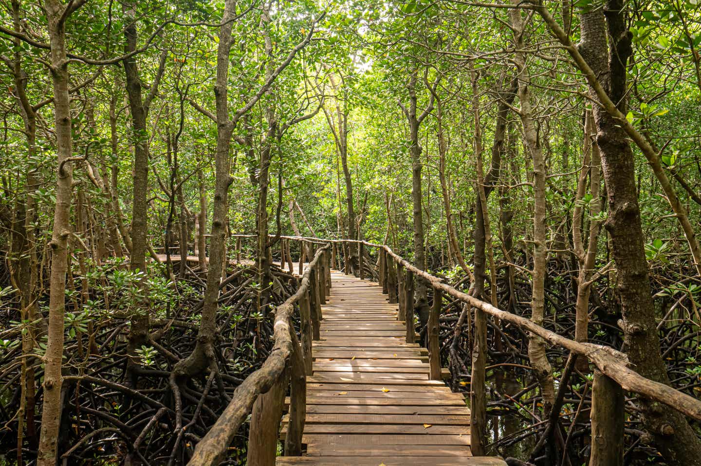 Sansibar Sehenswürdigkeiten: Holzpromenade in einem Mangrovenwald