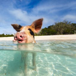 Bahamas Hotels