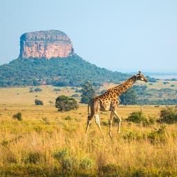 suedafrika-safari-giraffe-g-958201790.jpg