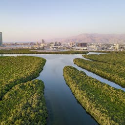 Ras-al-Khaimah-Skyline-über-Mangroven-g-1272849094.jpg
