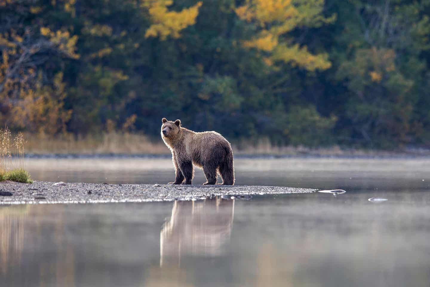 Bär unterwegs in den Rocky Mountains