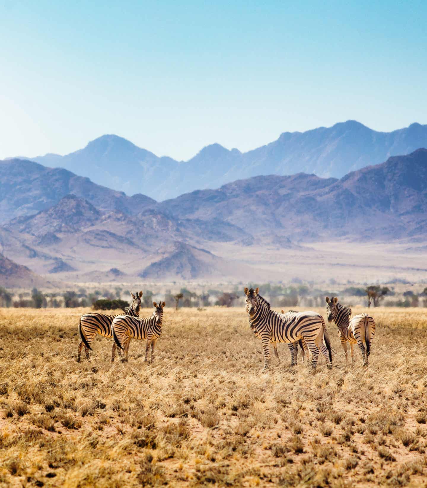 Namibia Urlaub: kleine Gruppe Zebras mit Bergen im Hintergrund