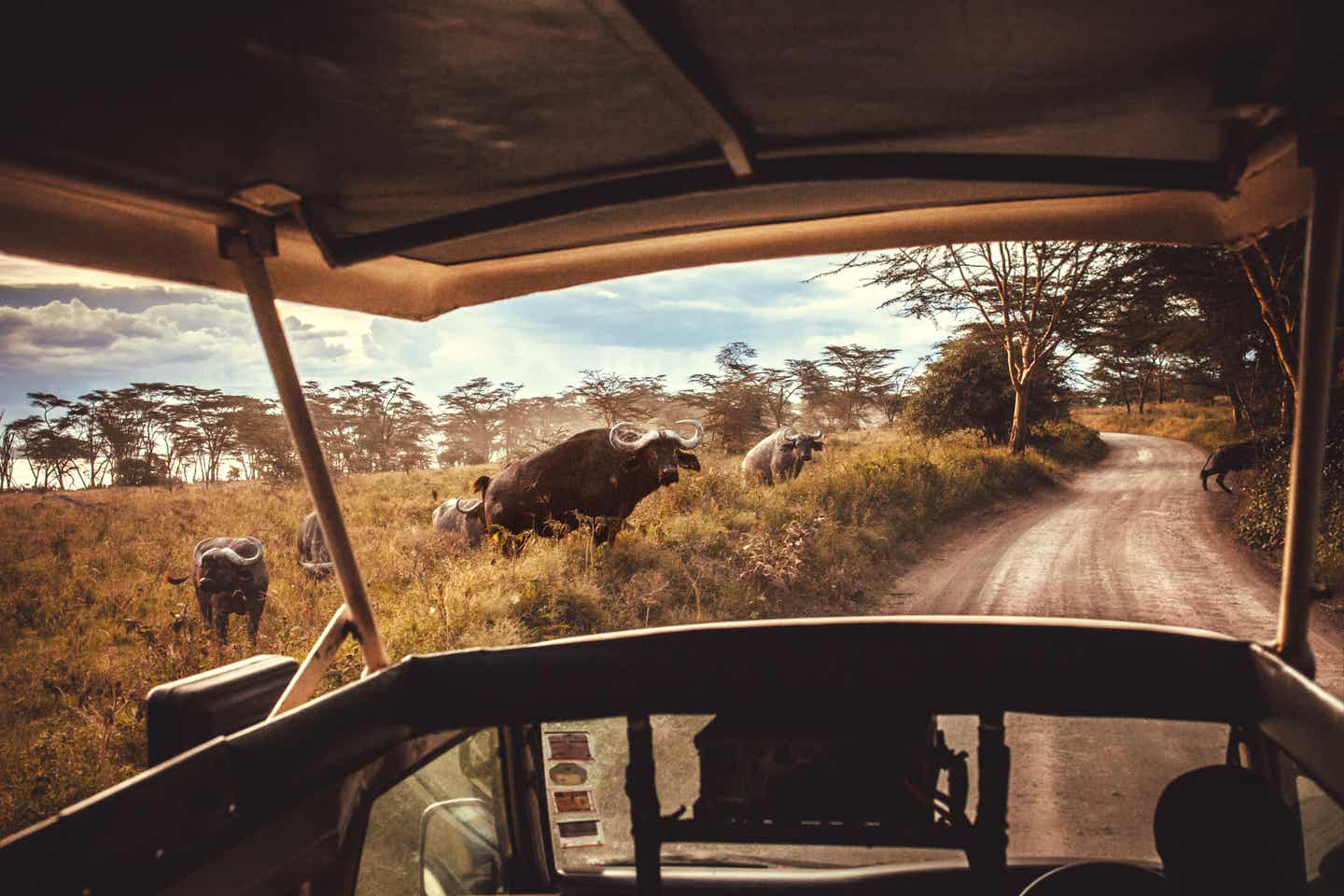 Afrika Urlaub: Gnus bei einer Safari in der Masai-Mara