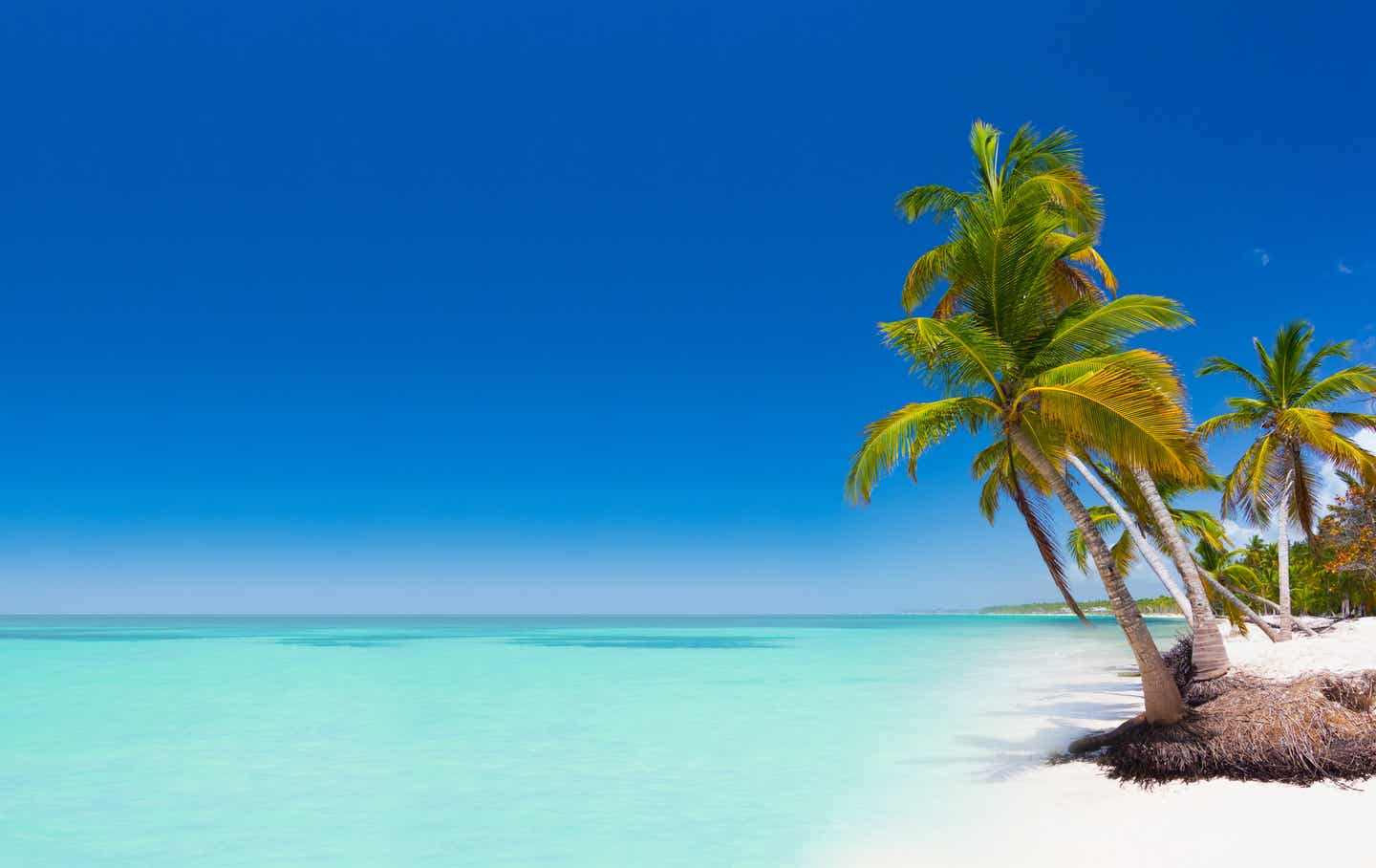 Dominikanische Republik Strand Palme